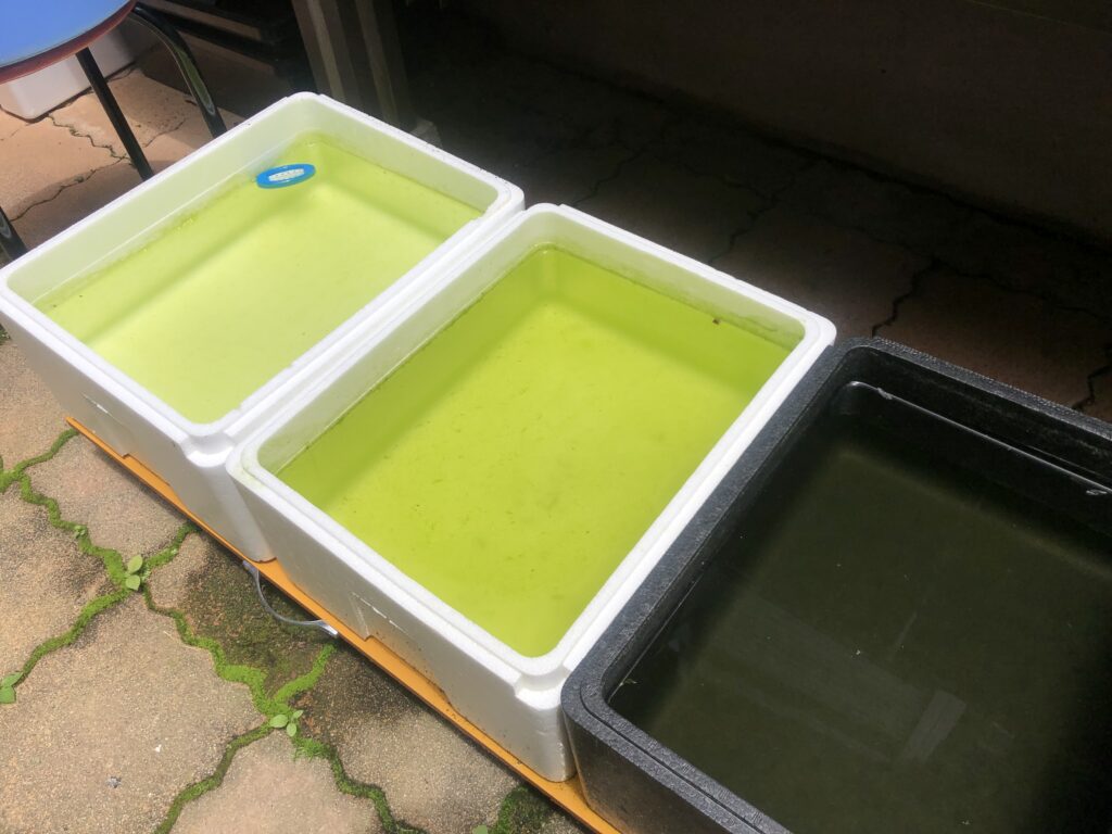 初めてでも出来る メダカの繁殖に挑戦してみよう 準備編 繁殖は計画的に Mizukusa Newbie Diary