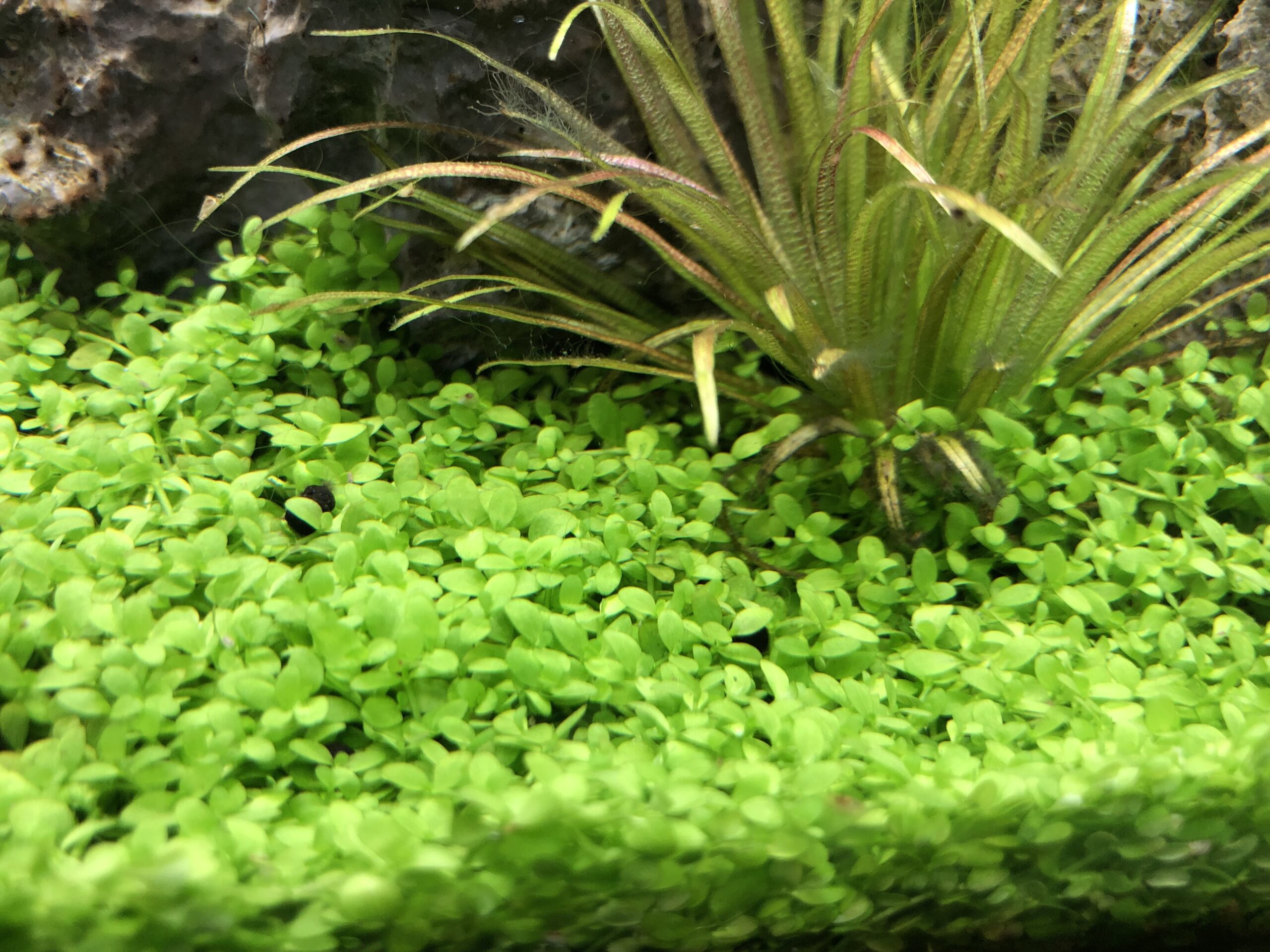 ニューラージパールグラス