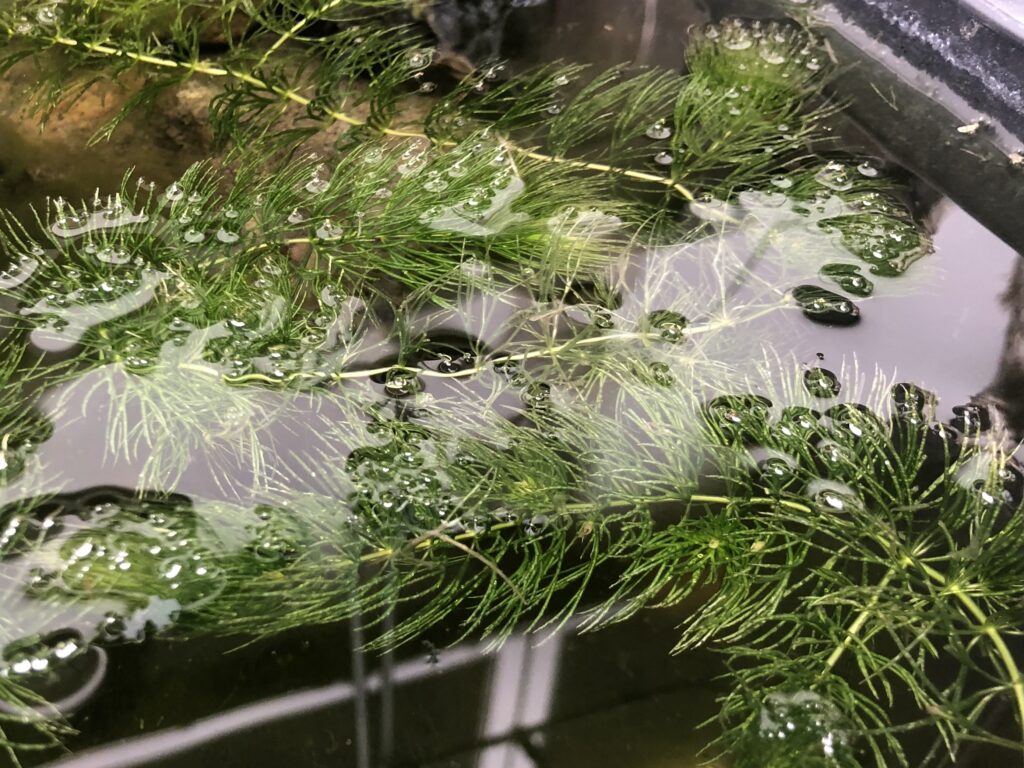 専門ショップ ビオトープ 水辺植物 シュロガヤツリ １ポット 湿生植物