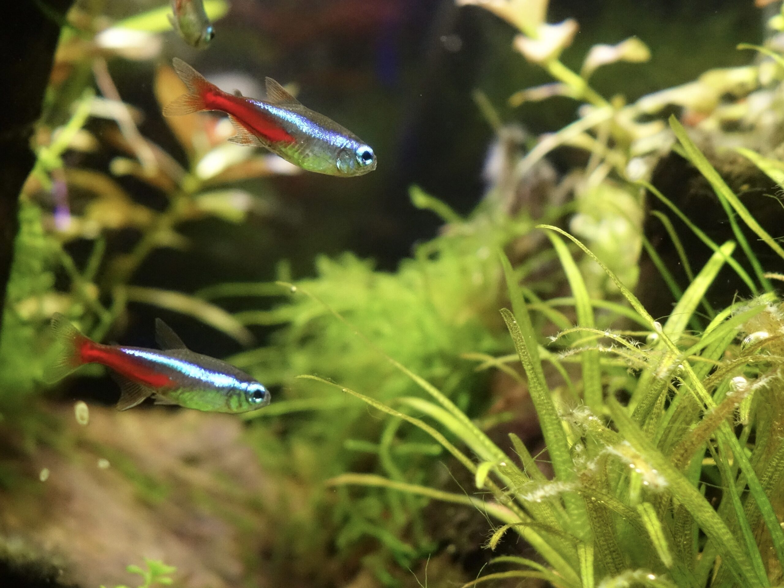ネオンテトラの全景