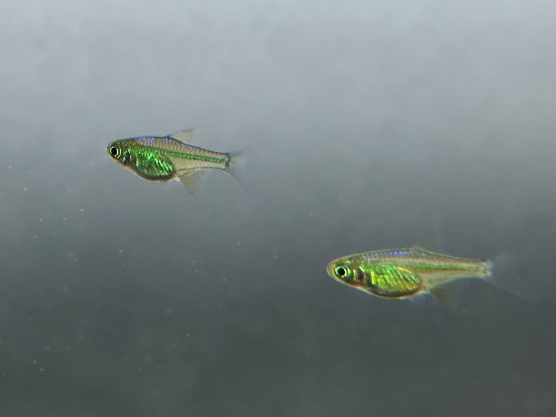 cO2 熱帯魚とかなどに ご覧頂き、ありがとうございます!😊 ブラックピラニアが入荷致し