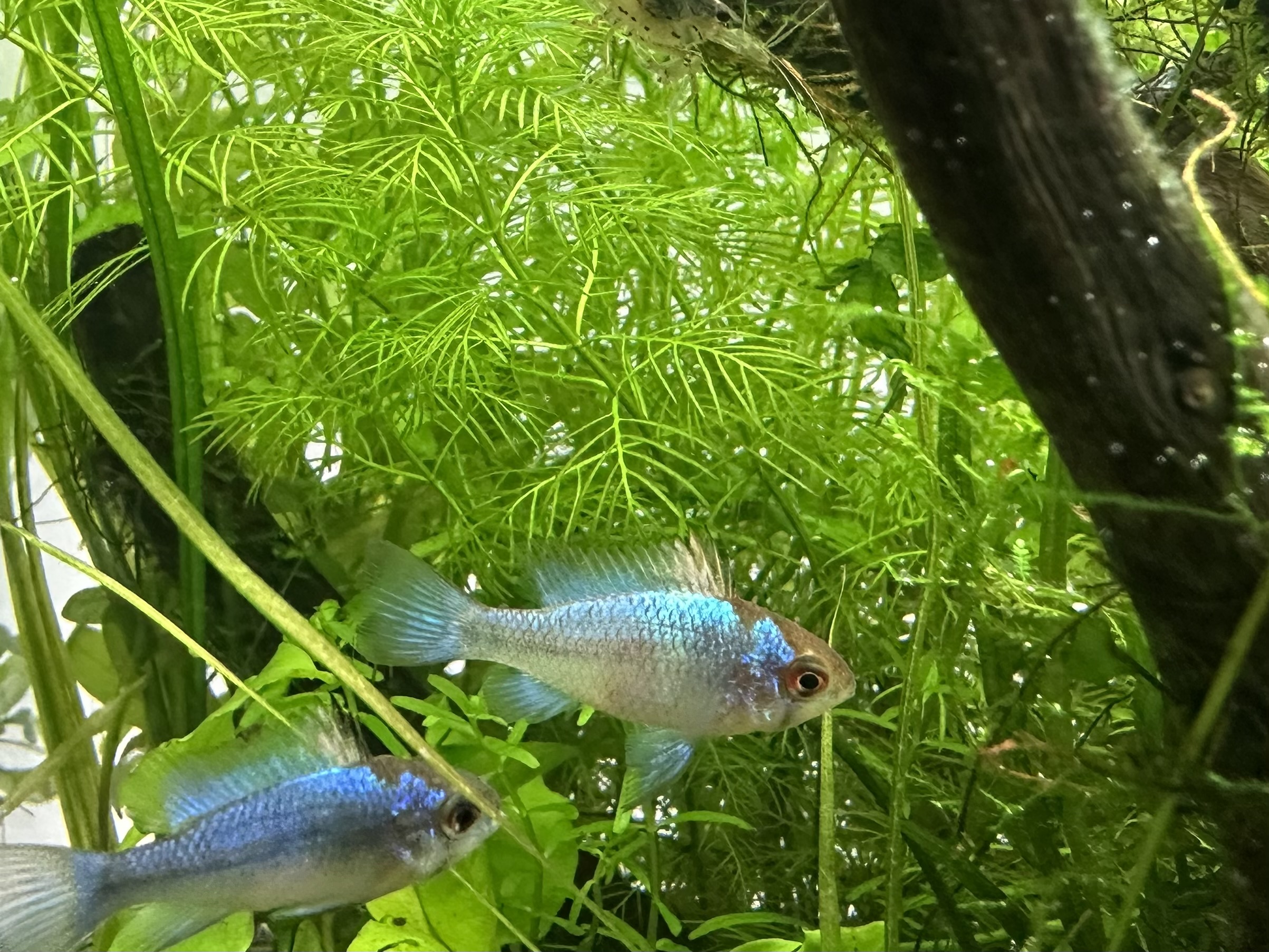 ミリオフィラム・マトグロッセンセグリーンとラミレジィ