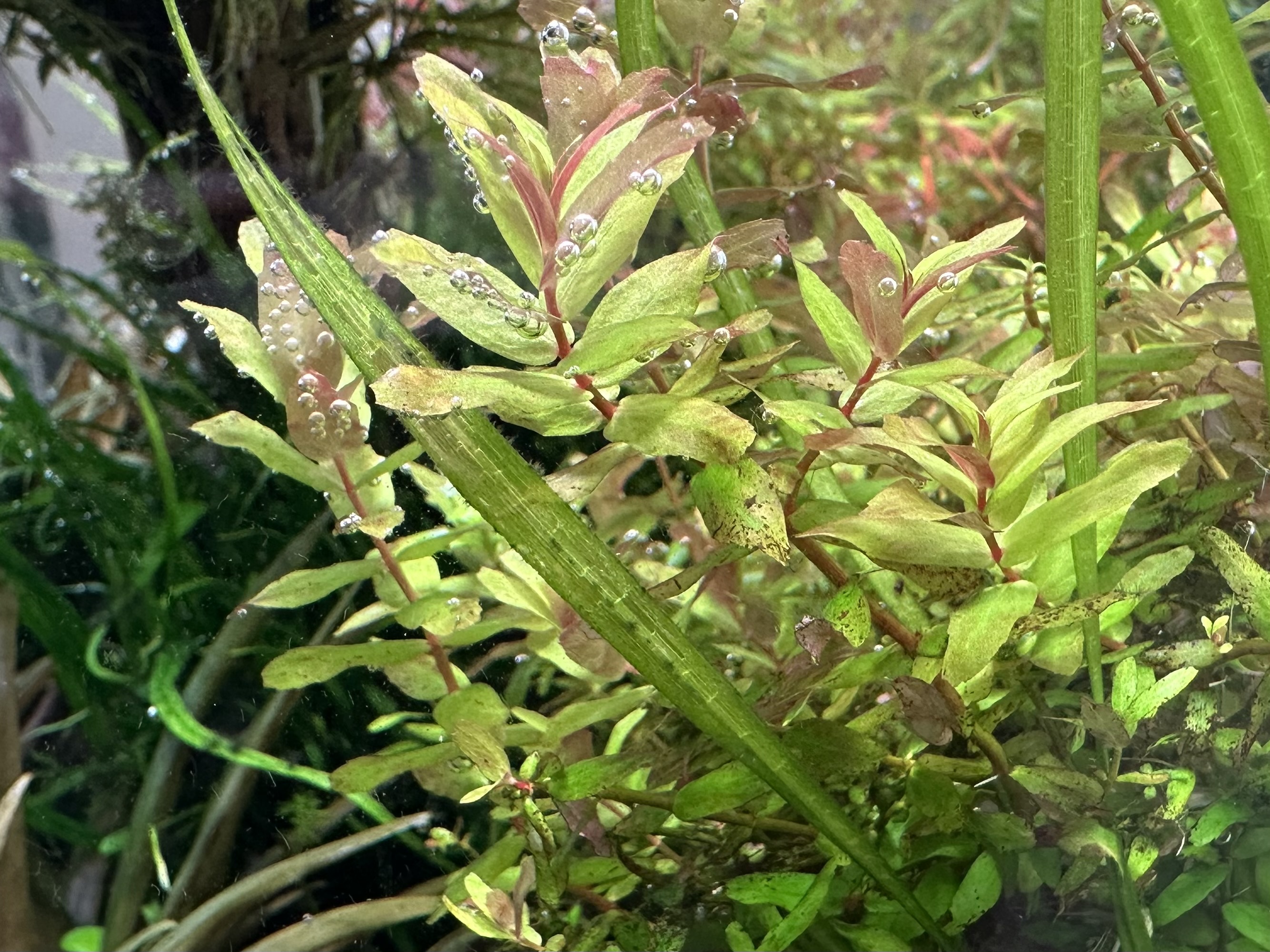 ロタラ・マクランドラグリーンの拡大画像