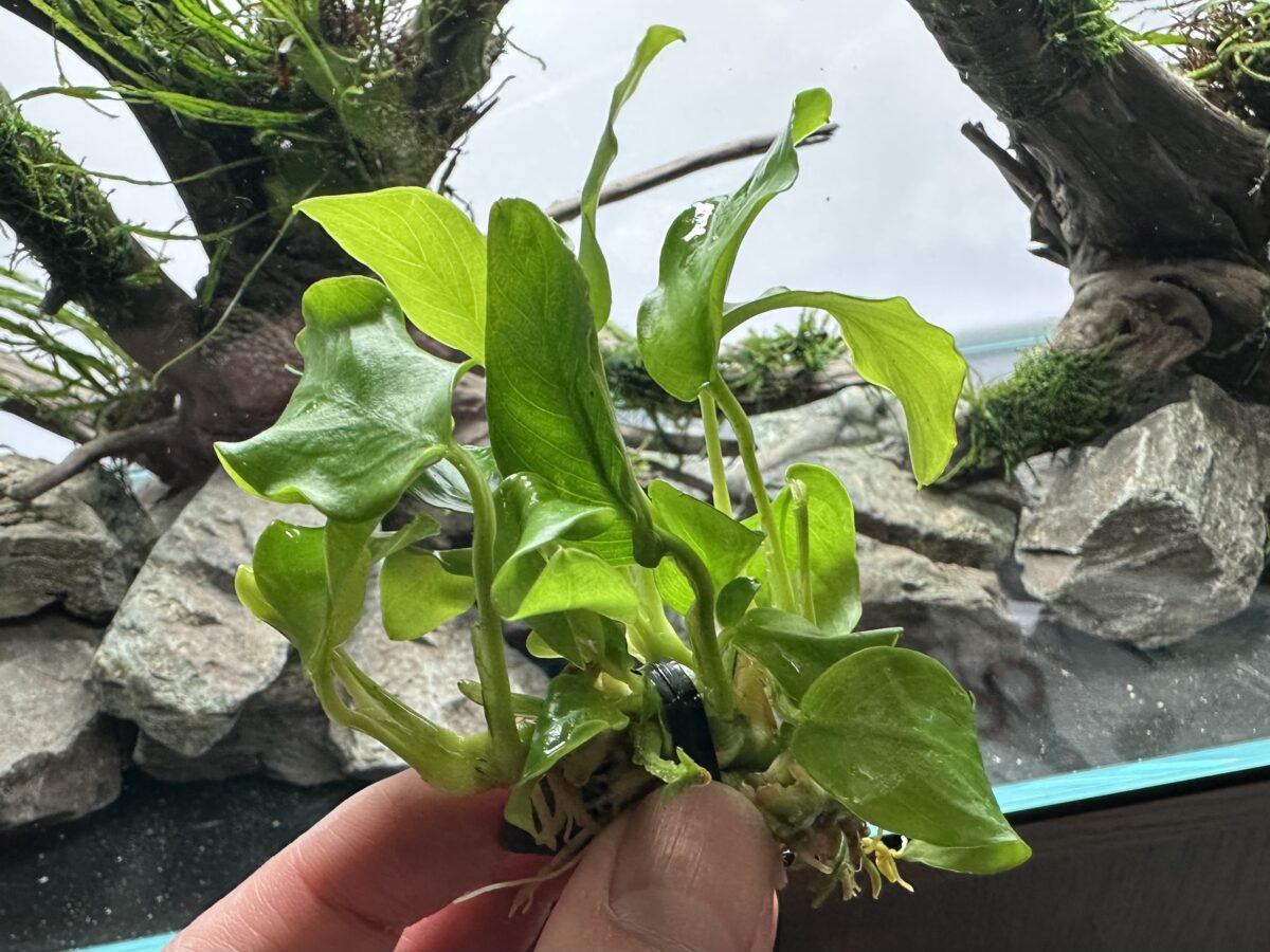 活着させたばかりのアヌビアスナナ・ゴールデン