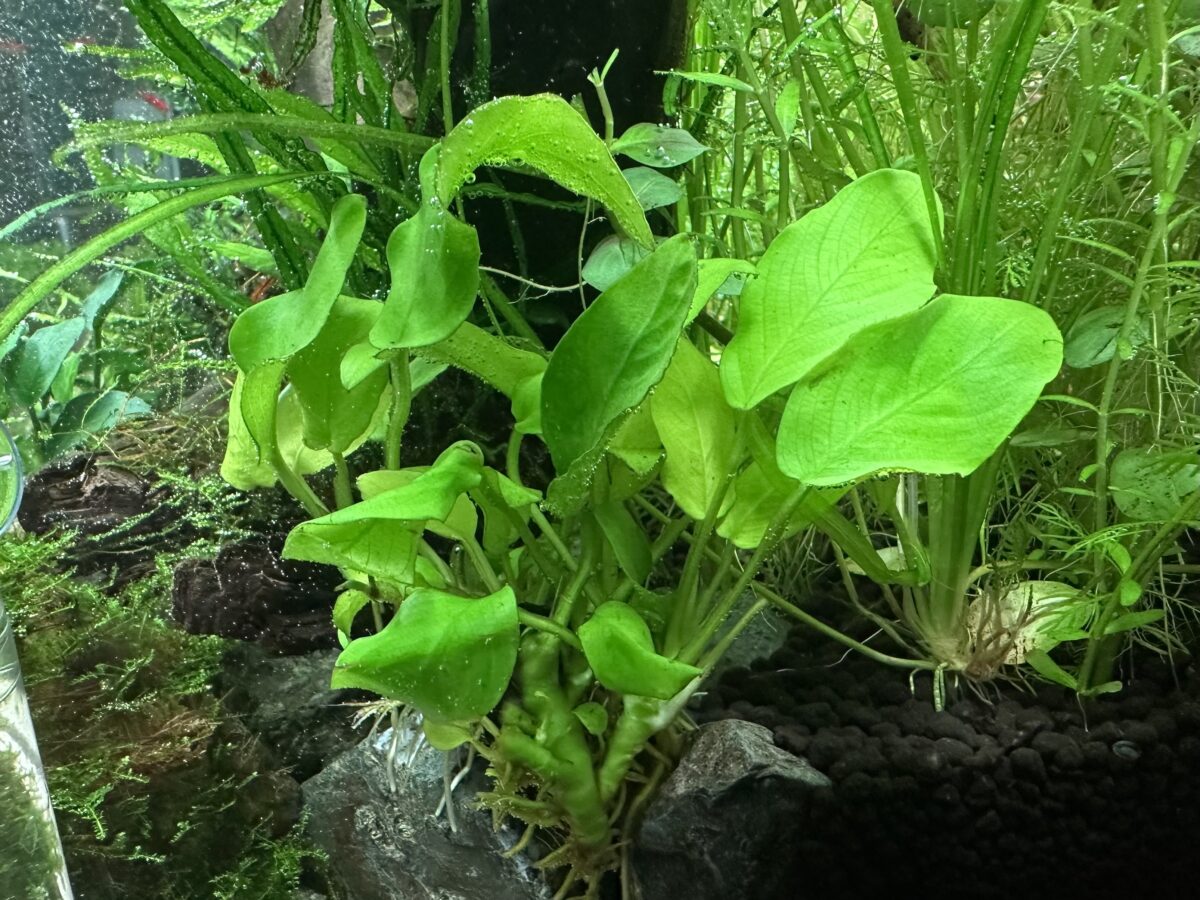 美しく育ったアヌビアスナナ・ゴールデン