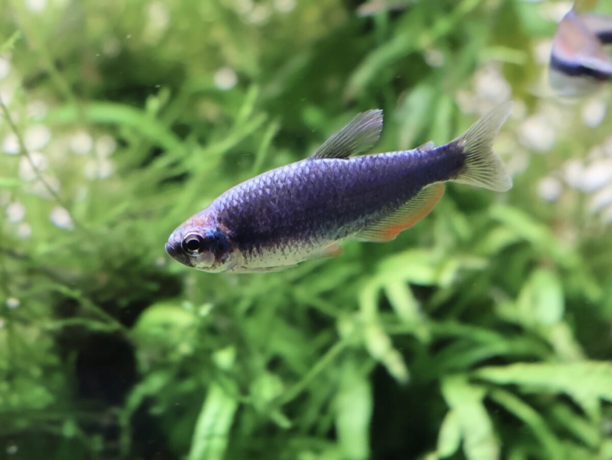 スーパーブルーインパイクティスケリー