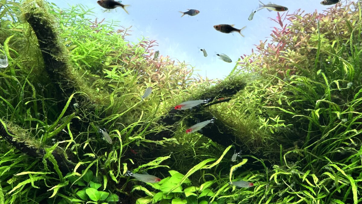 カラフル水槽アイキャッチ