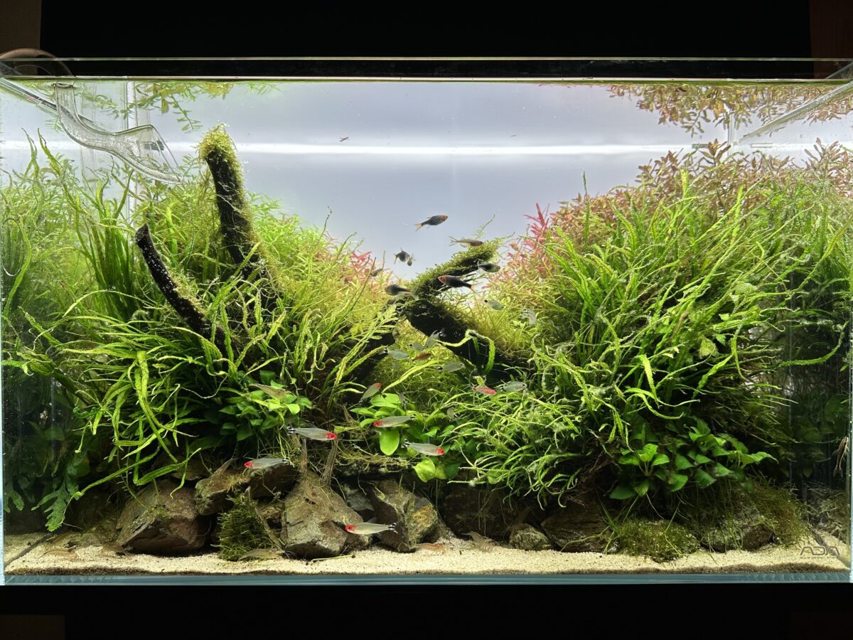 カラフル水槽全景