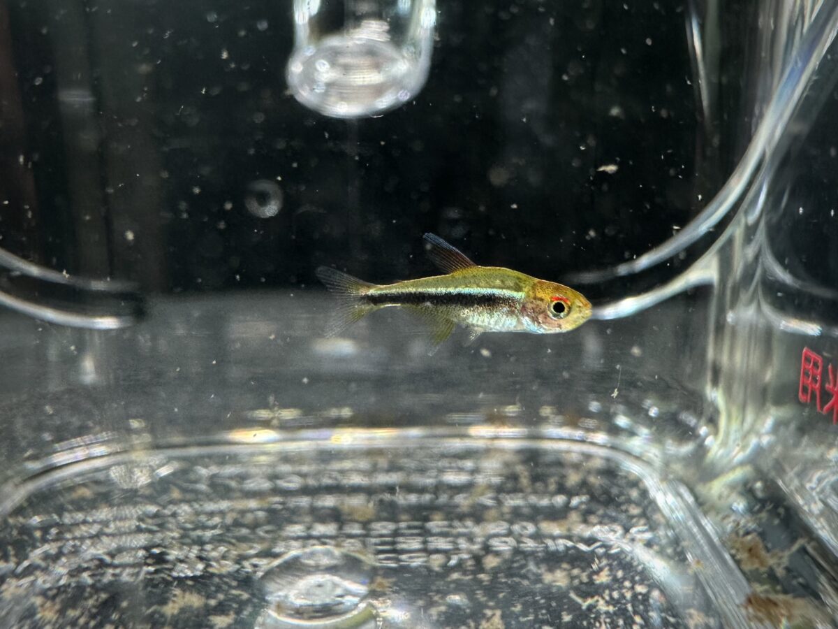 ブラックネオンテトラの稚魚