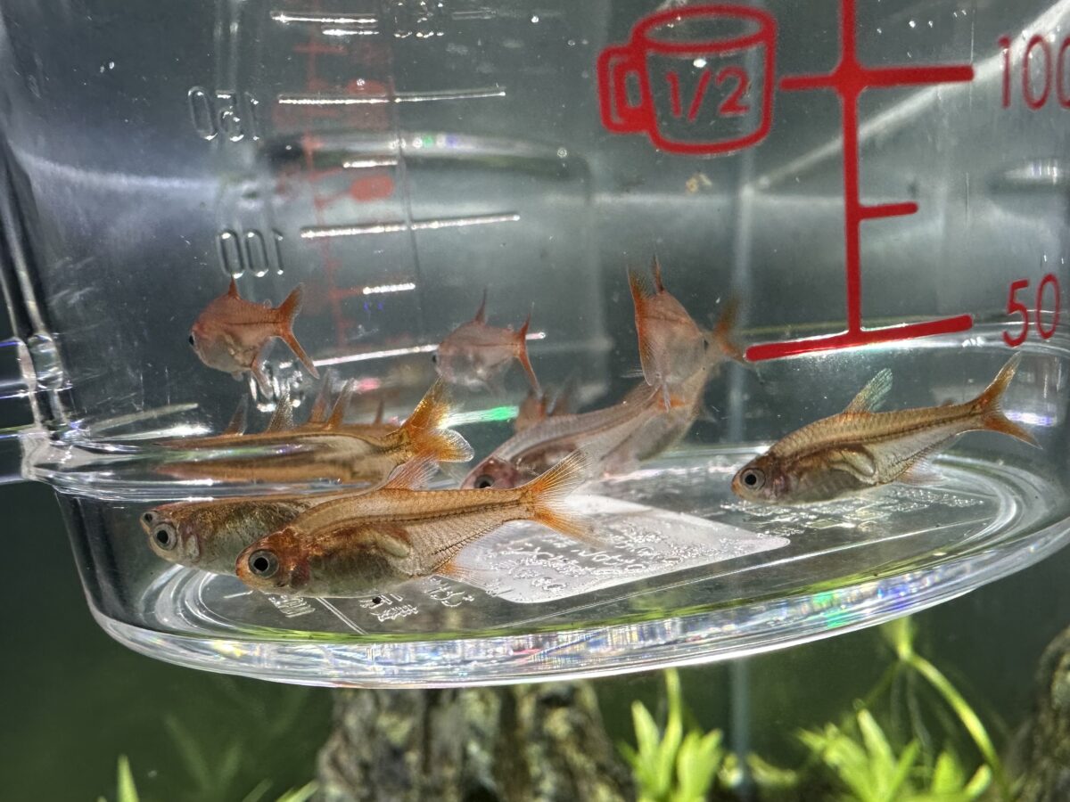 水合わせ中のファイヤーテトラ