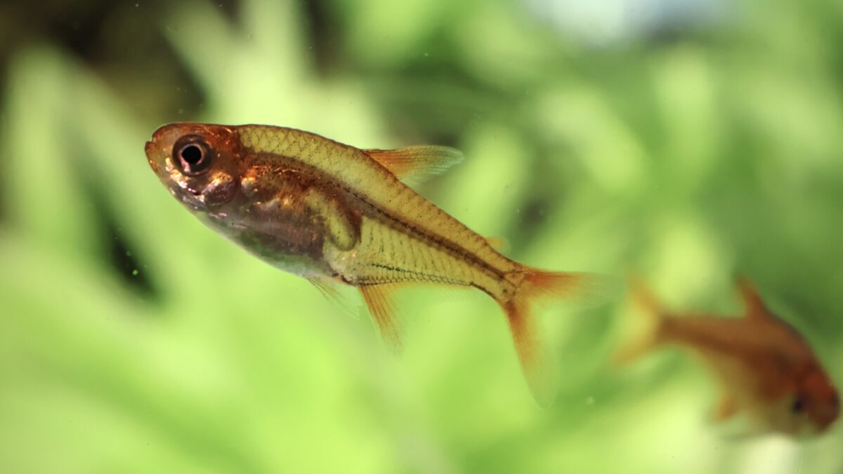 ファイヤーテトラのアイキャッチ画像