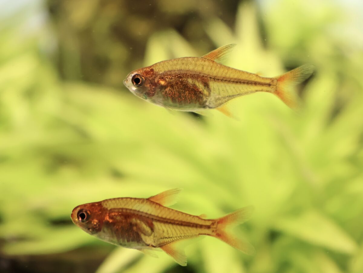 2匹並んだファイヤーテトラ