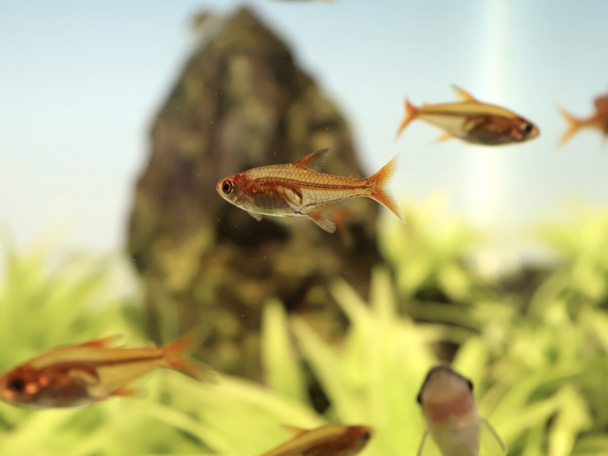 群れをなすファイヤーテトラ