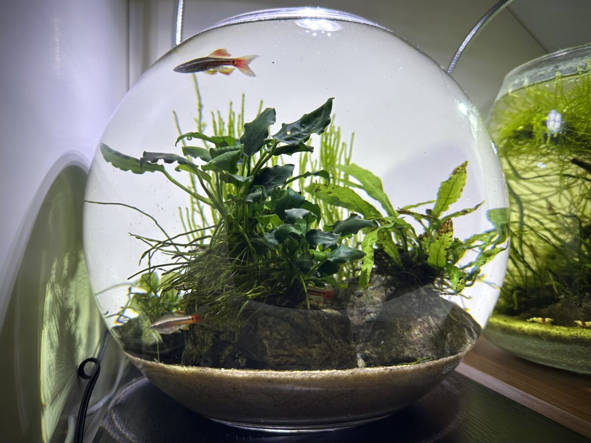 ボトルアクアリウムのアヌビアス・キリン