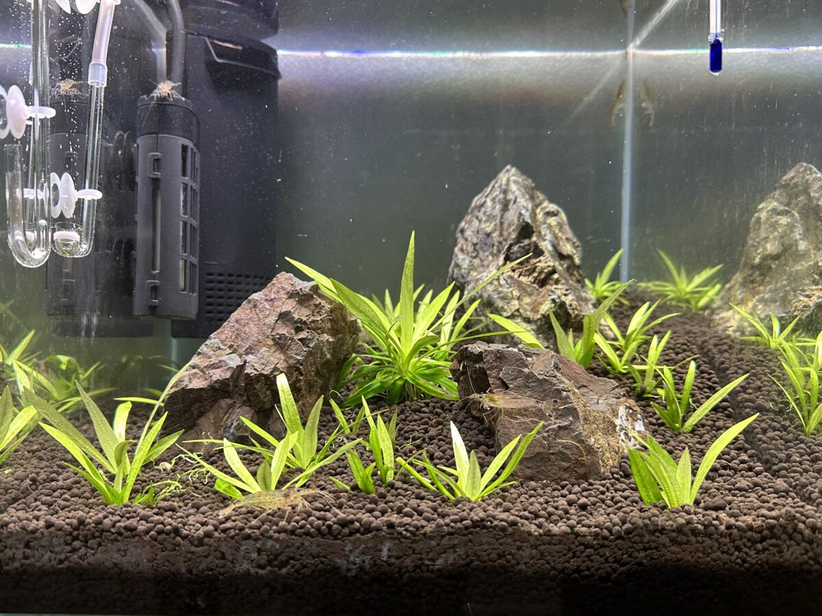 植栽から2週間経過したエキノドルス・テネルスsp.グリーンの様子