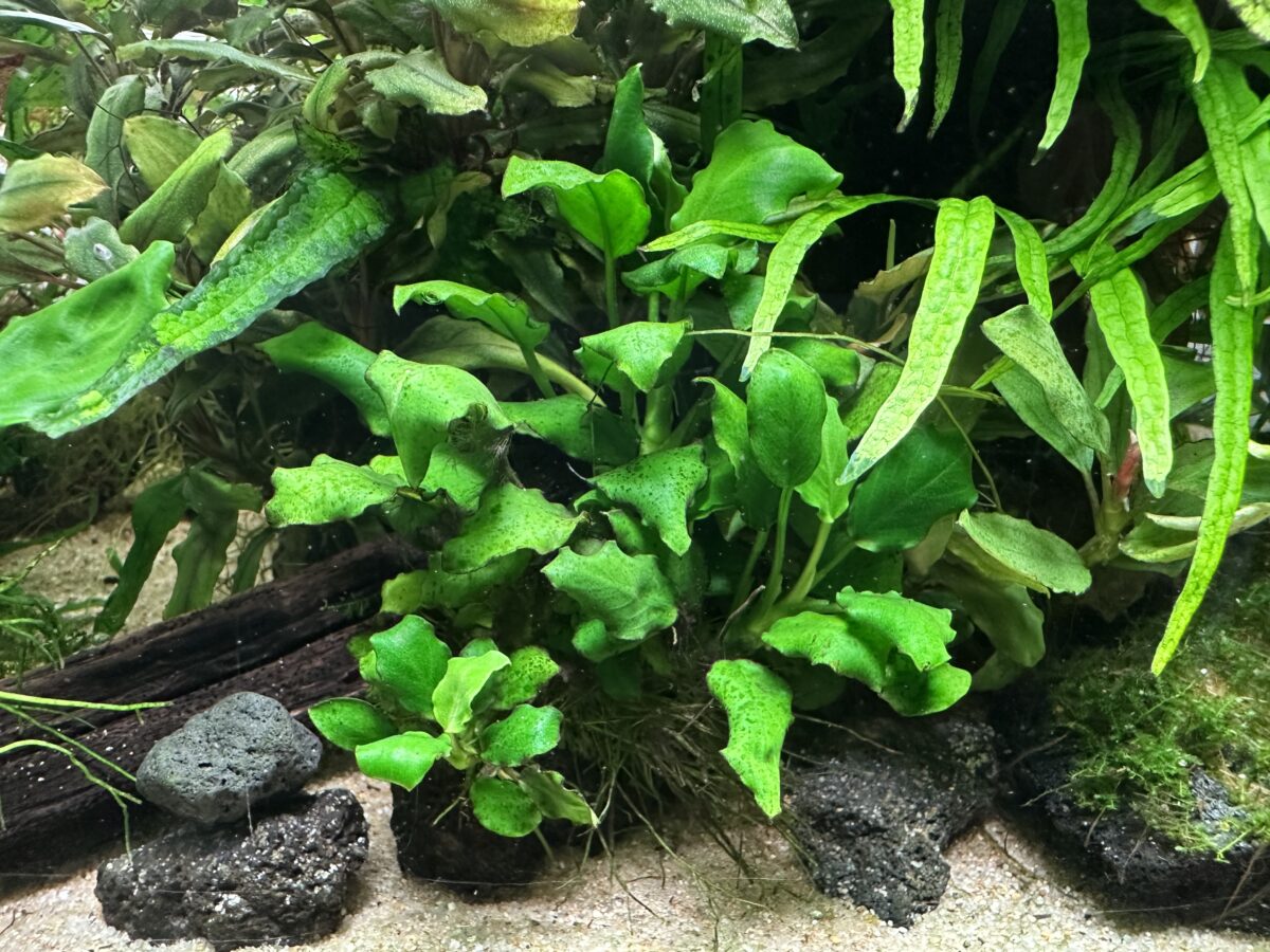 CO2を添加して育てたアヌビアス・キリン