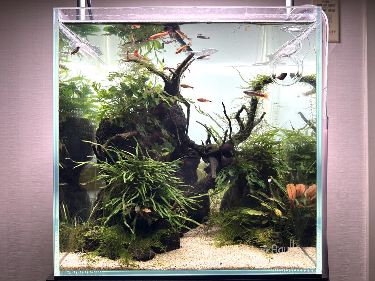 陰性水草中心の30㎝キューブ水槽全景