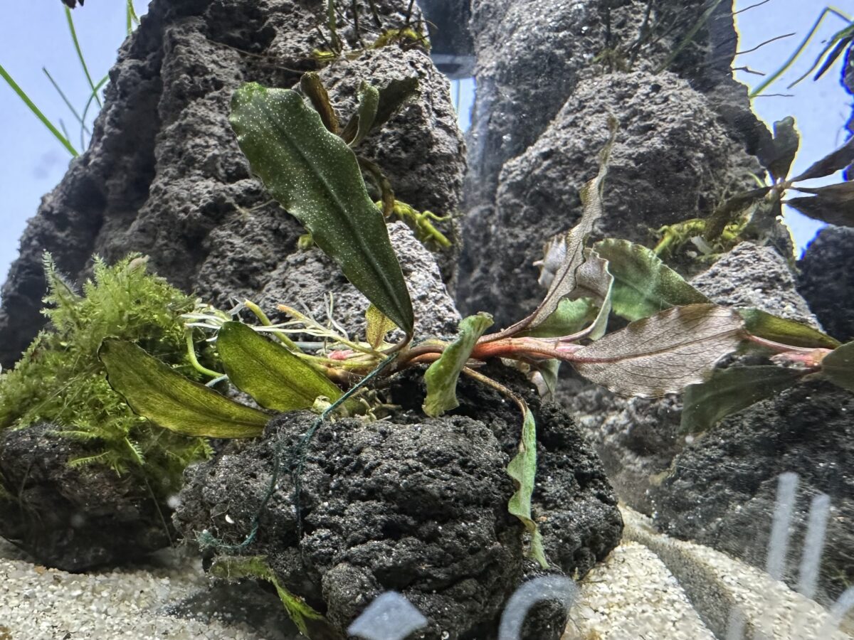 活着直後のブセファランドラ・クアラクアヤンtype2