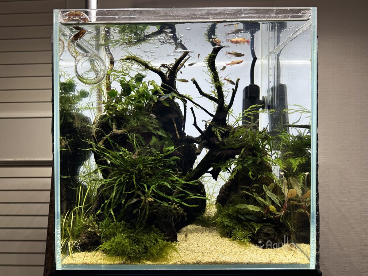 植栽から3か月経過した激渋30㎝キューブ水槽